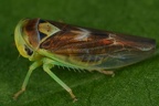 43 Populicerus populi  Echte Espen-Winkerzikade M13 2