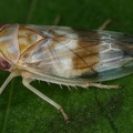 44 Tremulicerus tremulae  Kleine Espen-Winkerzikade W13 2