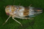 44 Tremulicerus tremulae  Kleine Espen-Winkerzikade W13 2