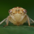 45 Tremulicerus tremulae  Kleine Espen-Winkerzikade W4 2