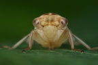 45 Tremulicerus tremulae  Kleine Espen-Winkerzikade W4 2