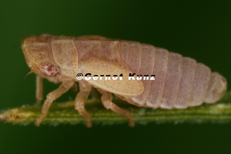 48_Utecha_trivia__Triftenzikade_L5_2.jpg
