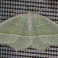 4 Campaea margaritata  Silberblatt 1 2