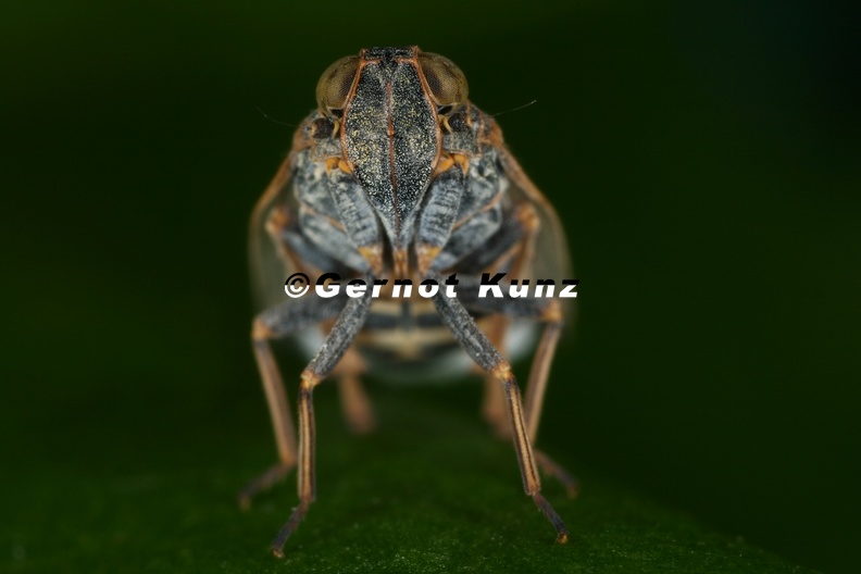 53_Reptalus_panzeri__Rosen-Glasfl__gelzikade_W12_2.jpg
