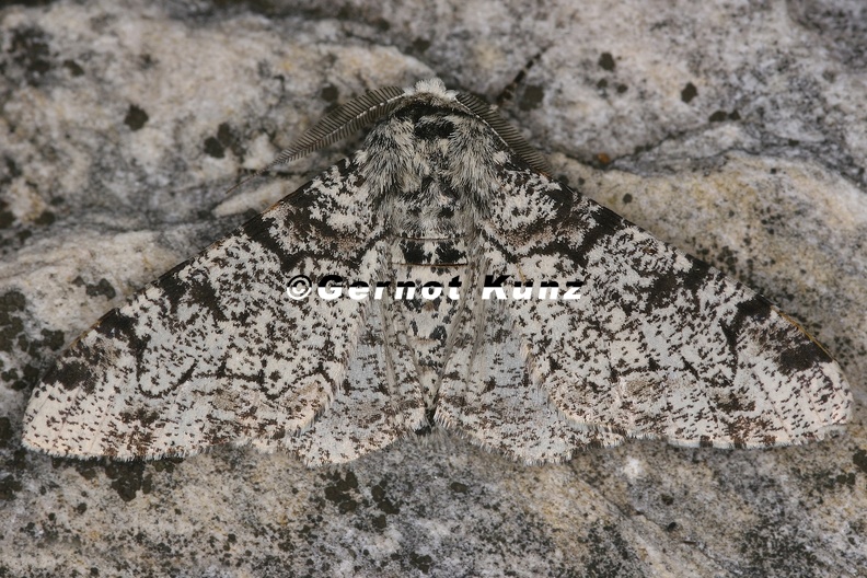 5 Biston betularius  Birkenspanner 8 2