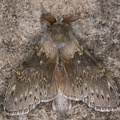 8 Stauropus fagi  Buchen-Zahnspinner 2 2
