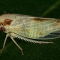 11 Macropsis infuscata  Salweiden-Maskenzikade W22 2