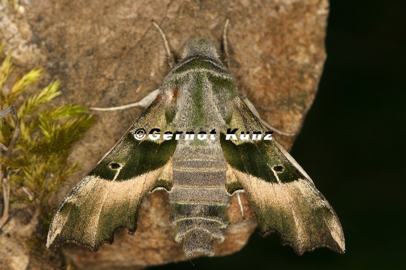 22_Proserpinus_proserpina__Nachtkerzenschw__rmer_2.jpg