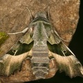 22 Proserpinus proserpina  Nachtkerzenschw  rmer 2
