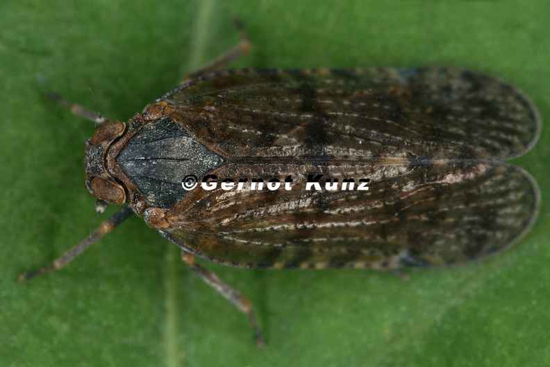 5_Cixius_dubius__Hain-Glasfl__gelzikade__M11_2.jpg