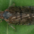 5 Cixius dubius  Hain-Glasfl  gelzikade  M11 2