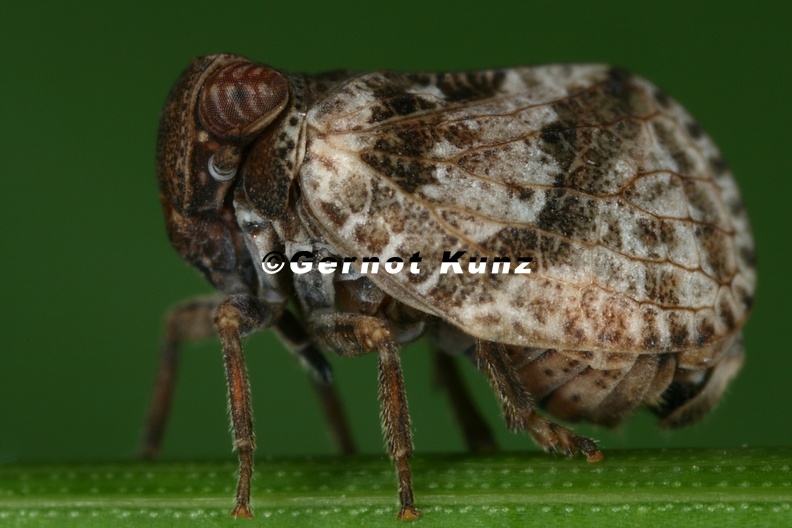 8_Hysteropterum_reticulatum__Kleine_K__ferzikade_3_2.jpg