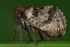 8 Hysteropterum reticulatum  Kleine K  ferzikade 3 2