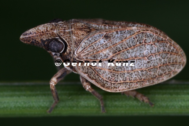 Mycterodus_cuniceps__Nasenzikade_1_2v.jpg