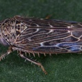 Ophiola decumana    dland-Heidezirpe M2 2v