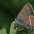 Satyrium spini  Kreuzdornzipfelfalter 1 2v