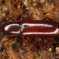 Coleoptera indet  1 3