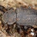 Coleoptera indet  8 2