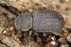 Coleoptera indet  8 2