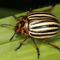 Leptinotarsa decemlineata  Kartoffelk  fer 3 2