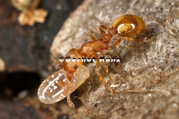 Leptothorax sp  1 2