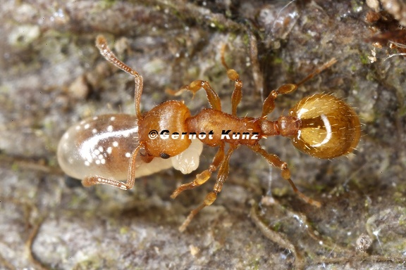 Leptothorax sp  9 2