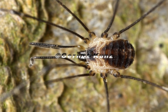 Mitostoma cf  chrysomelas  Mitteleurop  ischer Fadenkanker 6 2