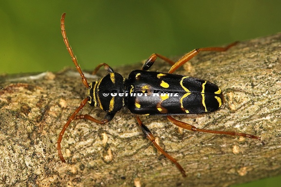 Plagionotus arcuatus  Eichenwidderbock 4 2