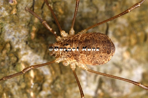 Rilaena triangularis  Schwarzauge 2 2