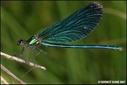 Calopteryx virgo  Blaufl  gel-Prachtlibelle 6 1