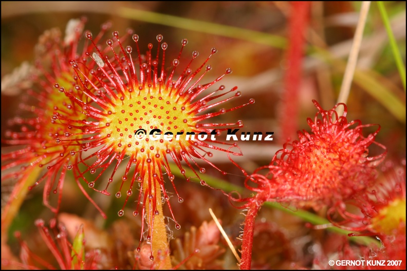 Drosera rotundifolia  Rundbl  ttriger Sonnentau 7 1