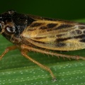 Evacanthus acuminatus  Hain-Schmuckzikade M17 2