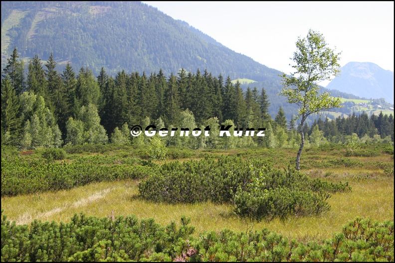 Hochmoor1_1v_.jpg