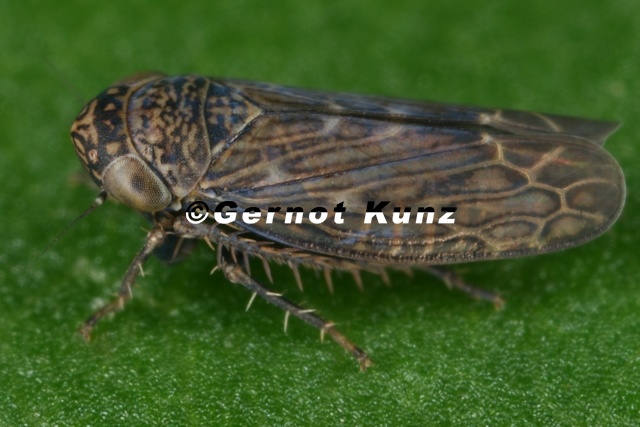 Ophiola_russeola__Zwerg-Heidezirpe_M2_2.jpg
