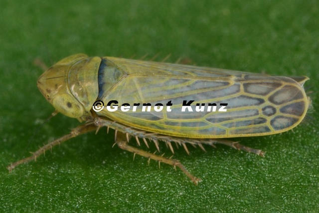 Sorhoanus_xanthoneurus__Hochmoor-Riedzirpe_M1_2.jpg