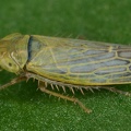 Sorhoanus xanthoneurus  Hochmoor-Riedzirpe M1 2