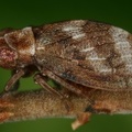 Ulopa reticulata  Heidekraut-Zikade W9 2