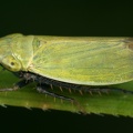 Verdanus abdominalis  Schwarzgr  ne Graszirpe W17 2