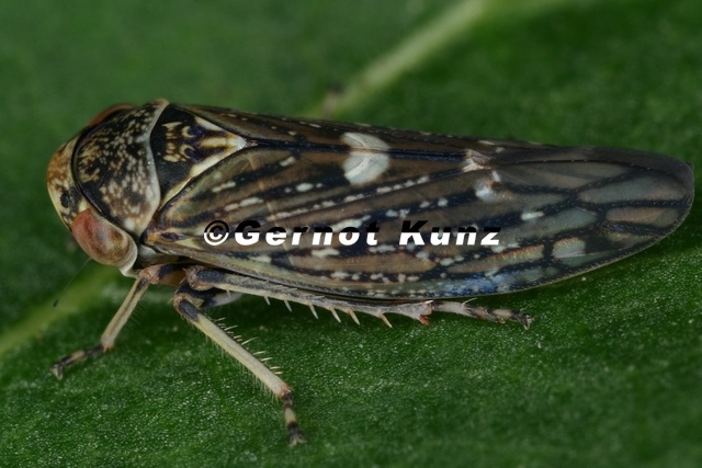 Acericerus heydenii  Bergahorn-Winkerzikade 5 2