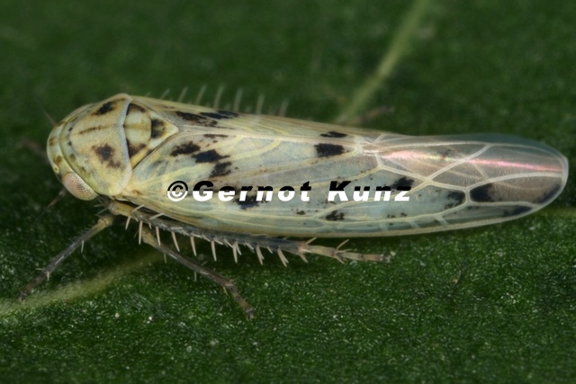 Balclutha_punctata__Gemeine_Winterzirpe_M6_2.jpg