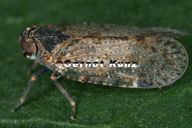 Cixius_cunicularius__Busch-Glasfl__gelzikade_M37_2.jpg