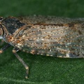 Cixius cunicularius  Busch-Glasfl  gelzikade M37 2