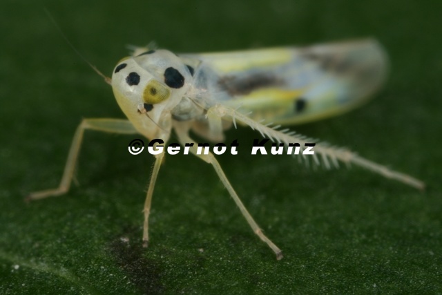 Eupteryx_austriaca__Knautien-Blattzikade_1.JPG