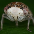 Idiocerus vicinus  S  dliche Winkerzikade M4 2