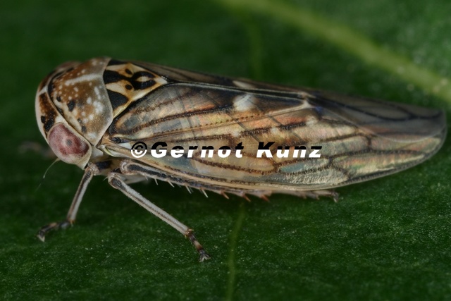 Idiocerus_vicinus__S__dliche_Winkerzikade_M8_2.jpg