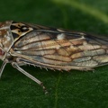 Idiocerus vicinus  S  dliche Winkerzikade M8 2