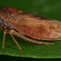 Macropsis najas  Rotbraune Maskenzikade W14 2