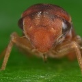 Macropsis najas  Rotbraune Maskenzikade W17 2