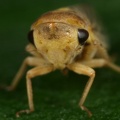 Macropsis najas  Rotbraune Maskenzikade W4 2
