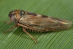 Macrosteles horvathi  Binsen-Wanderzirpe M4 2